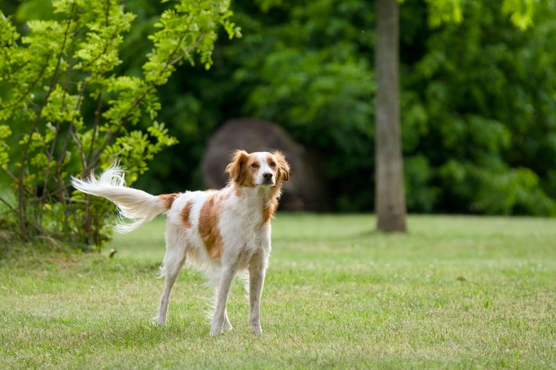 Loyal without being needy - These 15 dog breeds strike the perfect balance 14 Brittany