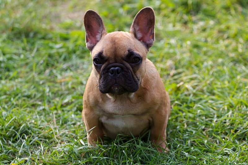16 breeds that get offended when you stop petting them 8 French Bulldog