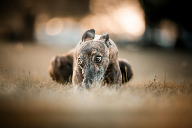 14 Overlooked Dog Breeds That Often Struggle to Get Adopted 11 Sighthounds (Greyhounds & Lurchers)
