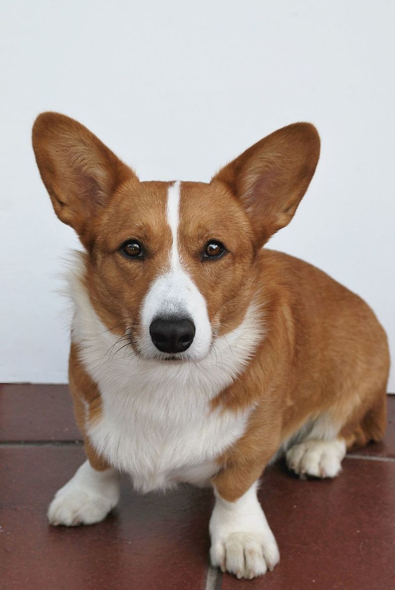 Cardigan Welsh Corgi