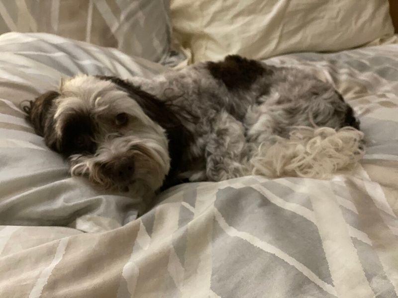 People rarely expect this personality trait from these 15 dog breeds 5 Havanese