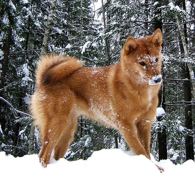 Finnish Spitz