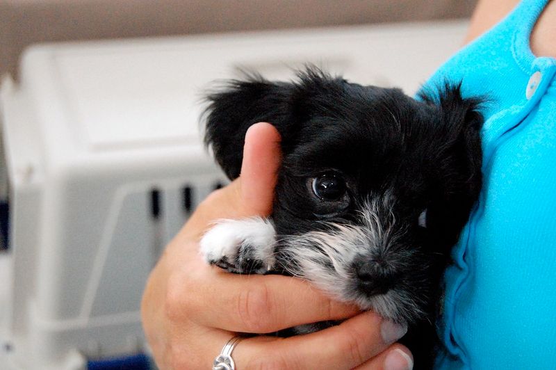 Not every great dog needs nonstop activity - and these breeds prove it every day 9 Havanese