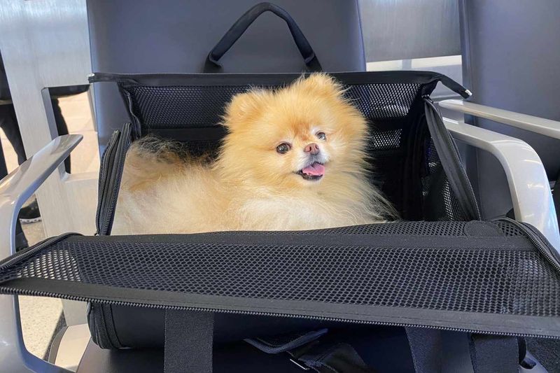 Katziela Pet Carrier