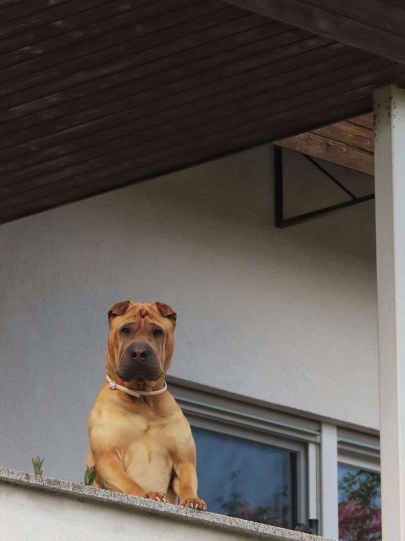 Shar Pei