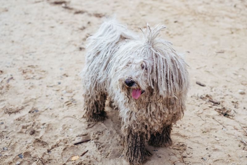Think you've seen every kind of dog? These extraordinary breeds may prove otherwise 7 Komondor