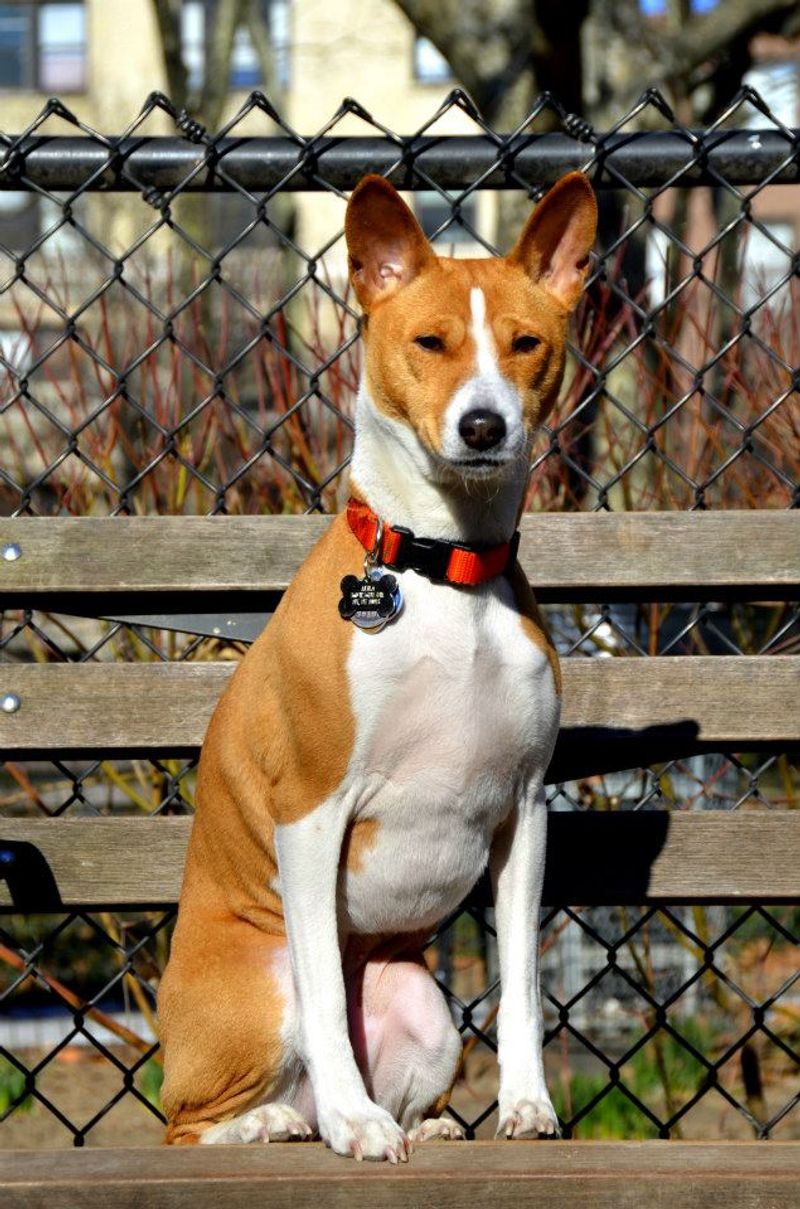 A calm, thoughtful approach helps these dog breeds stand out 4 Basenji