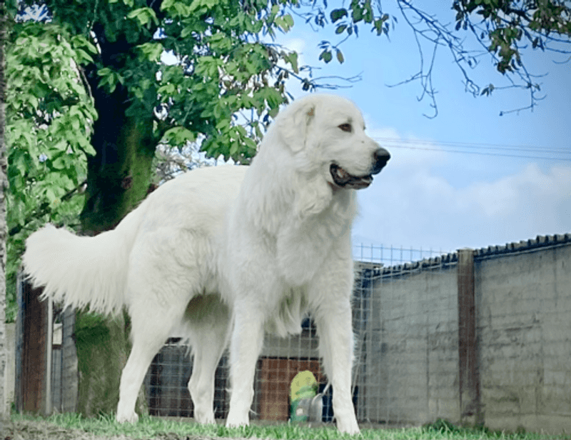Great Pyrenees