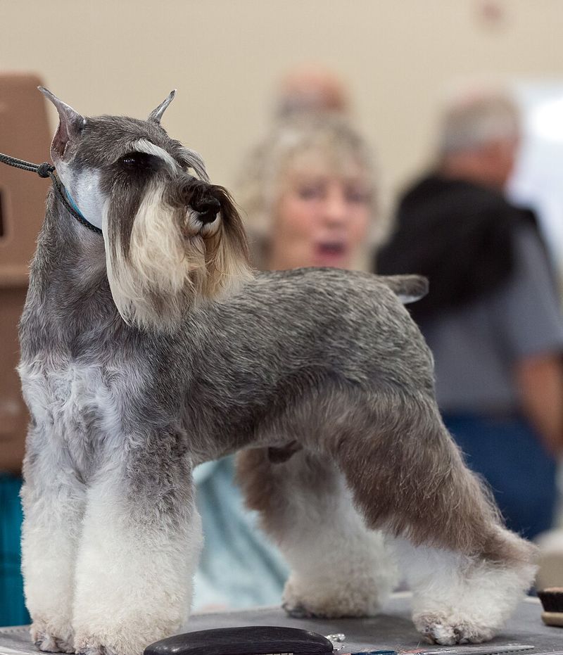 The sound of a snack wrapper means everything to these 15 dog breeds 8 Miniature Schnauzer
