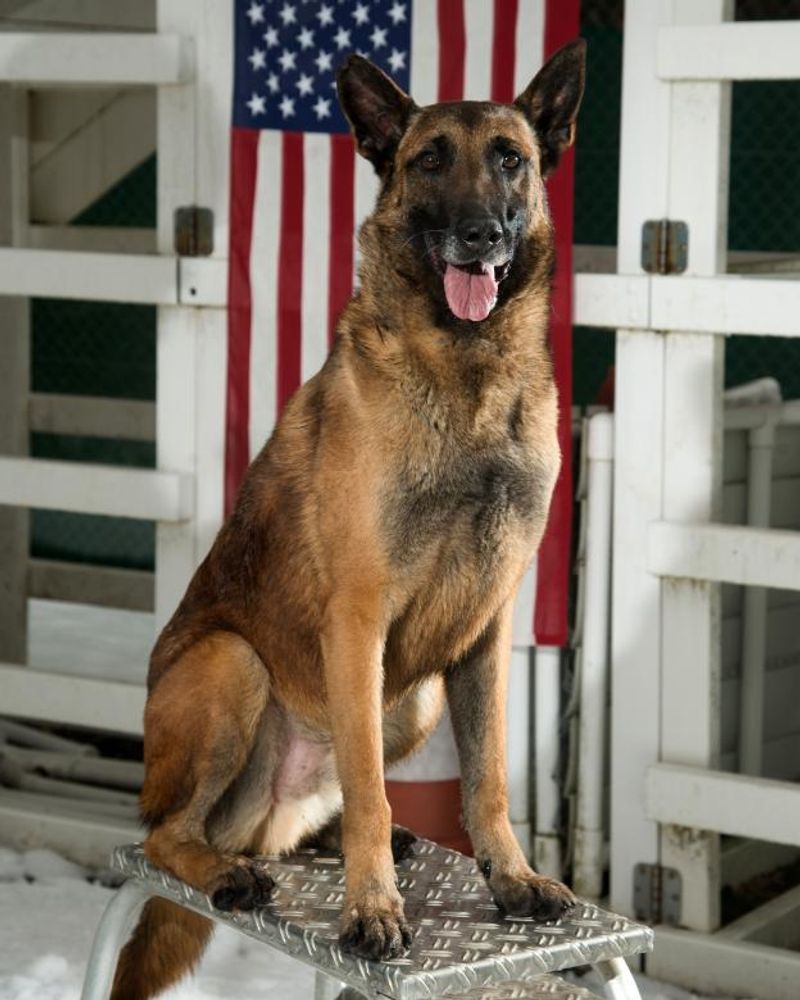 11 calm guardian breeds that don't need aggression to command respect 9 German Shepherd