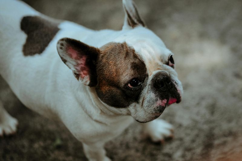 French Bulldog
