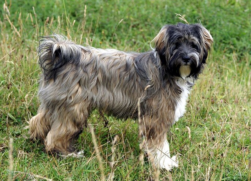 Some Dogs Maintain Emotional Distance Without Losing Connection - 14 Breeds That Do 8 Tibetan Terrier