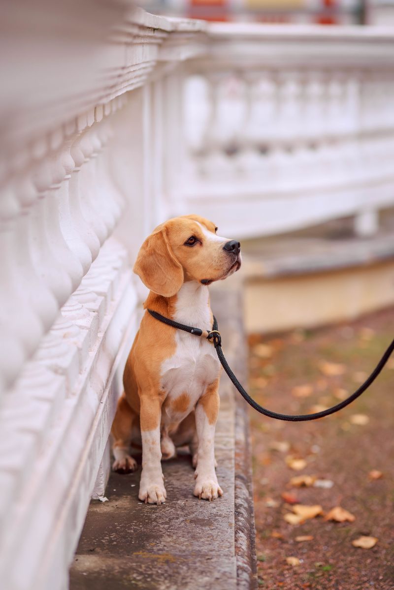 These 15 dog behavior mistakes are surprisingly common - even among knowledgeable owners 16 Waiting too long to address small problems