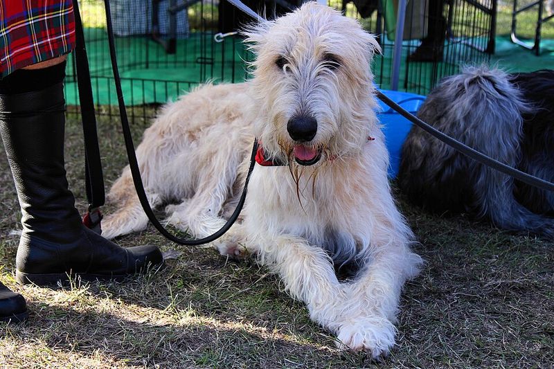 Forget the dog that keeps everyone on their toes - These breeds can make home feel noticeably calmer 12 Irish Wolfhound