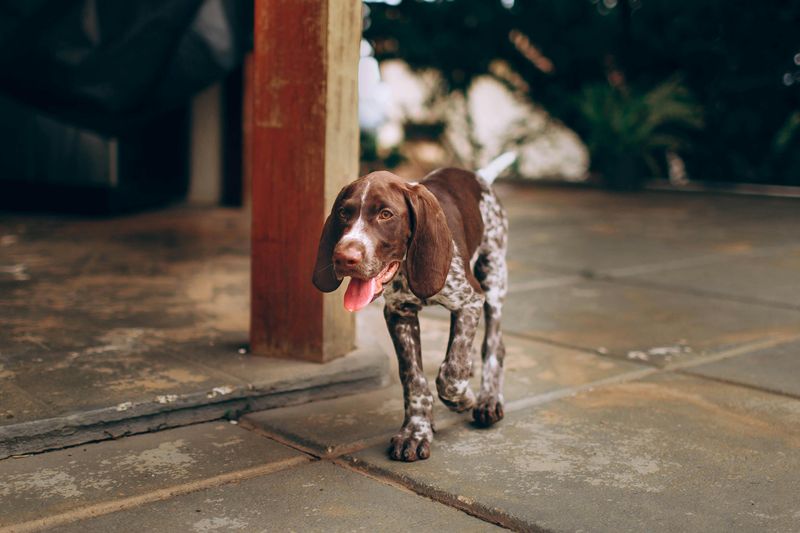 German Shorthaired Pointer