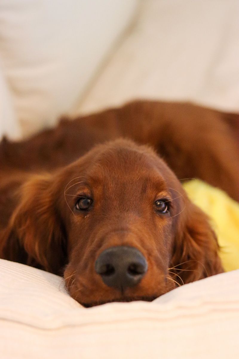 Irish Setter: Red-Coated Joy