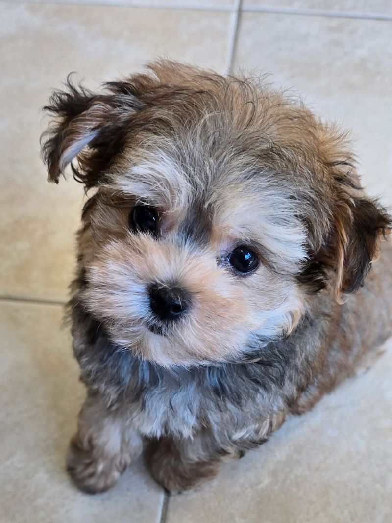 A few famous mixes dominate attention - These unusual combinations barely get mentioned 10 Yorkipoo - Yorkshire Terrier × Poodle