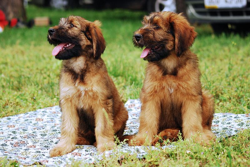 Briard