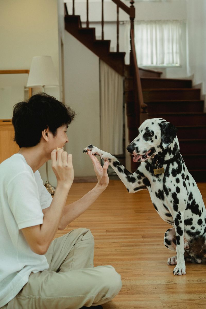 A breed can be loyal, loving, and still difficult to manage well - these are 15 dogs that come with strengths owners praise and trade-offs they ignore 12 Dalmatian