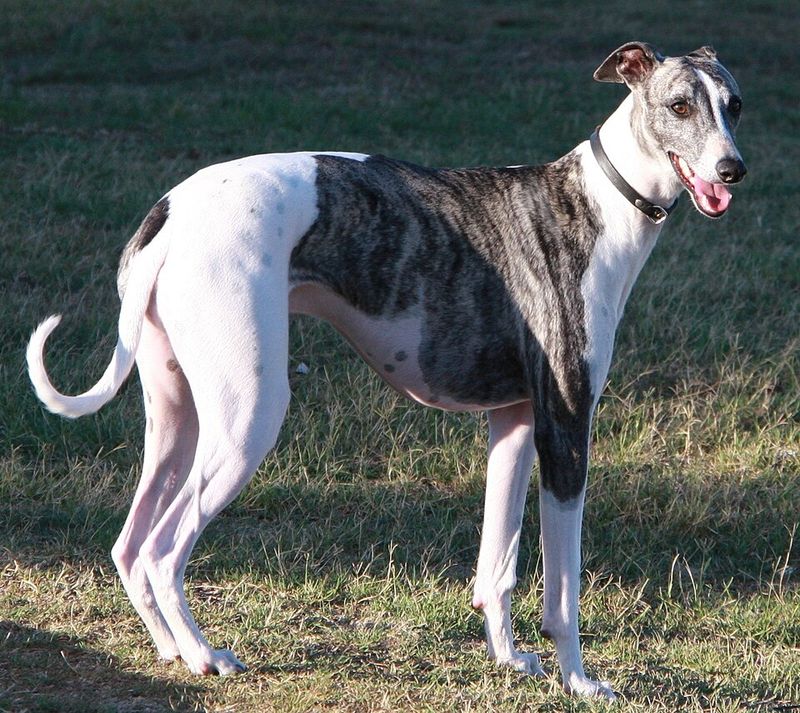 Some dogs need a household full of action - These breeds can make quiet living feel complete 6 Greyhound