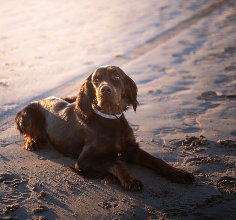 Changing lifestyles are pushing these dog breeds out of the spotlight 5 Gordon Setter