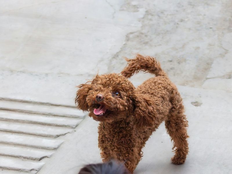 Slow Tail Wag to the Right