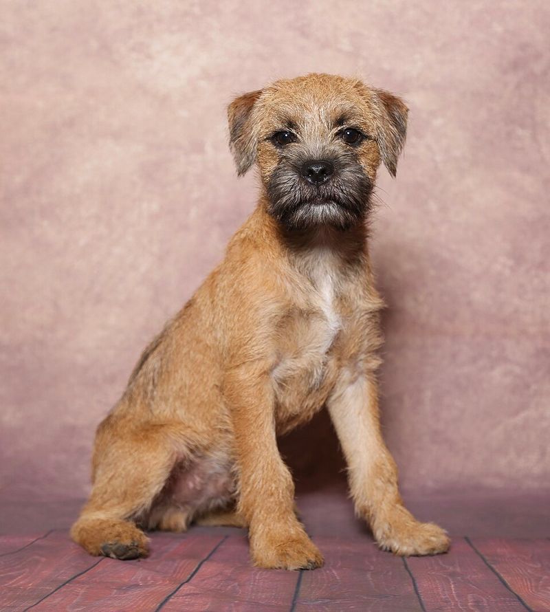 Border Terrier