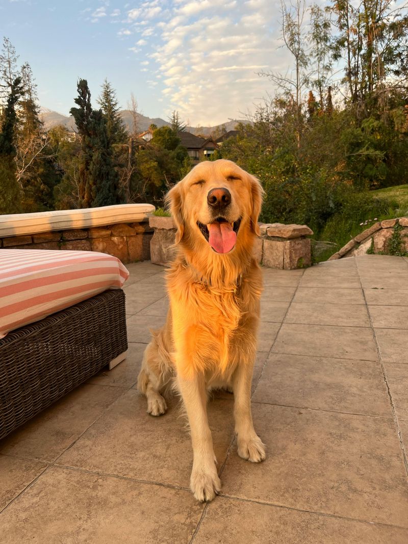 28 Trustworthy Dog Breeds Known for Their Unshakable Loyalty 2 Golden Retriever