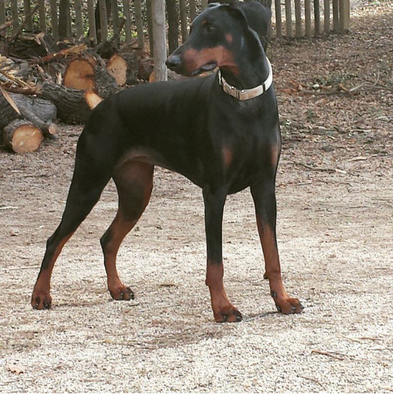 Doberman Pinscher