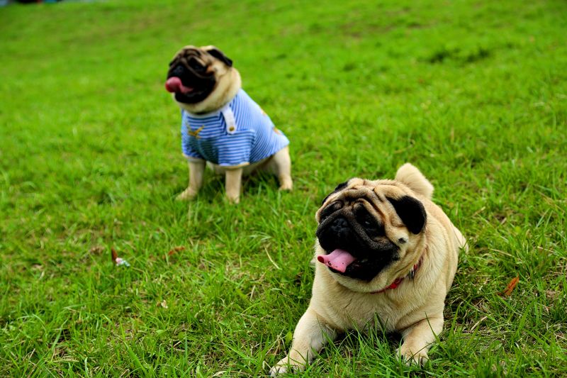Pug