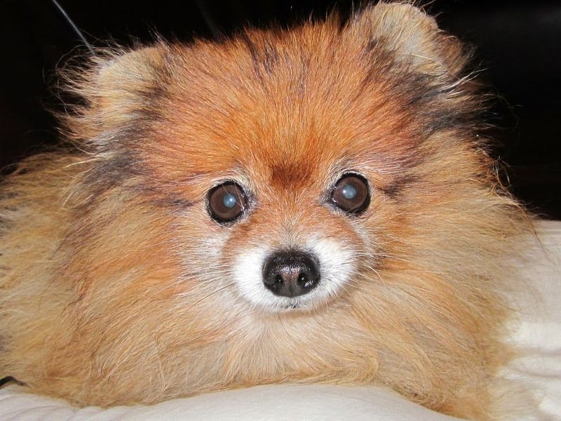 Pomeranian