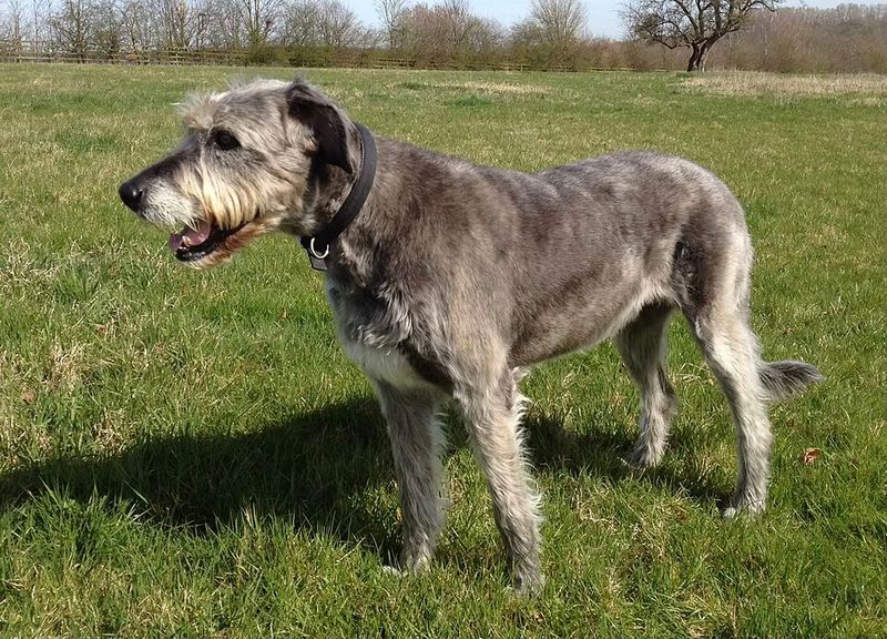 Irish Wolfhound
