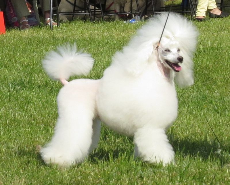 Small body, extraordinary brain - These 15 dog breeds outsmart dogs twice their size 3 Miniature Poodle