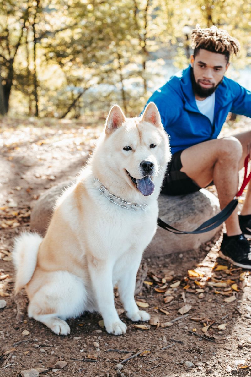 Akita