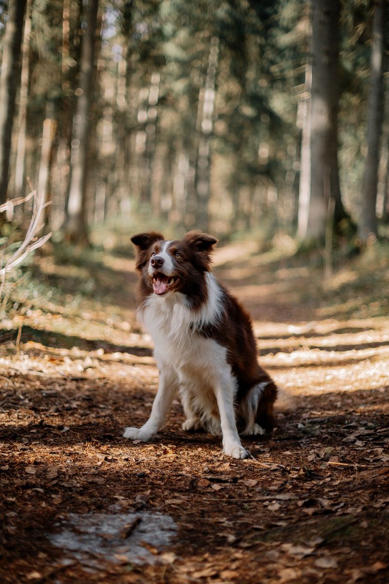 Border Collie: The Keen-Eyed Strategist