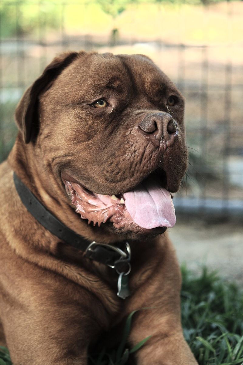 Dogue de Bordeaux: The Wrinkled Lounger