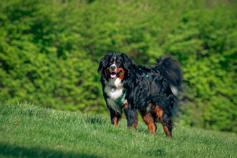 Gentle handling brings out the best in these emotionally aware companions 11 Bernese Mountain Dog