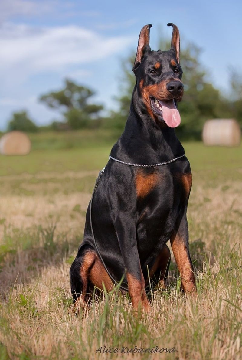 24 Dog Breeds That Show True Balance Between Power and Kindness 6 Doberman Pinscher