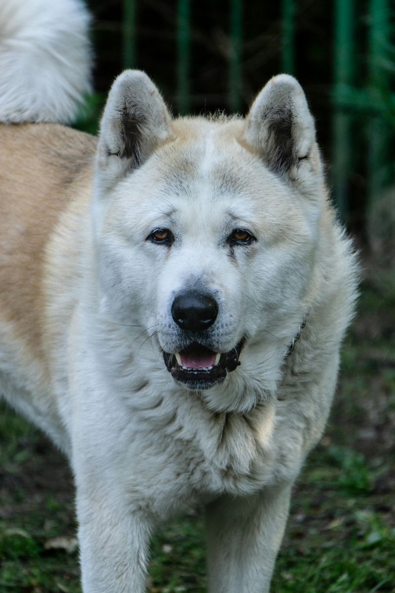 14 Dog Breeds That Can’t Stand Being “Rushed” and Shut Down (Here’s How to Train Them) 2 Akita