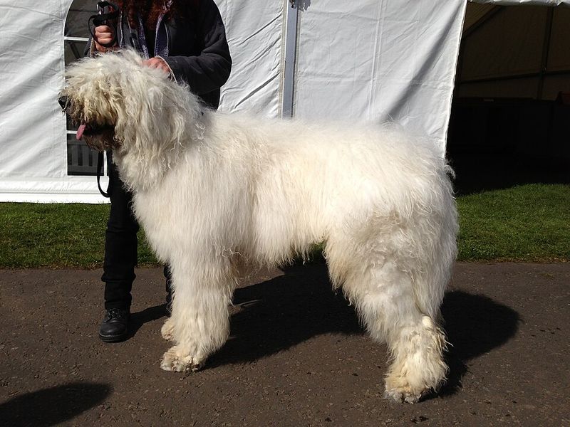 Komondor