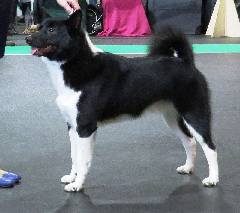 Russian Laika