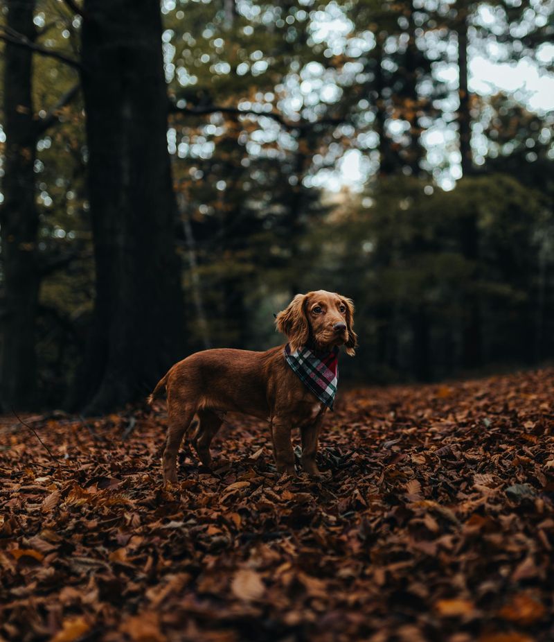 Long Back, Short Legs? 11 Breeds Where Spine-Friendly Habits Matter Most 2 Dachshund