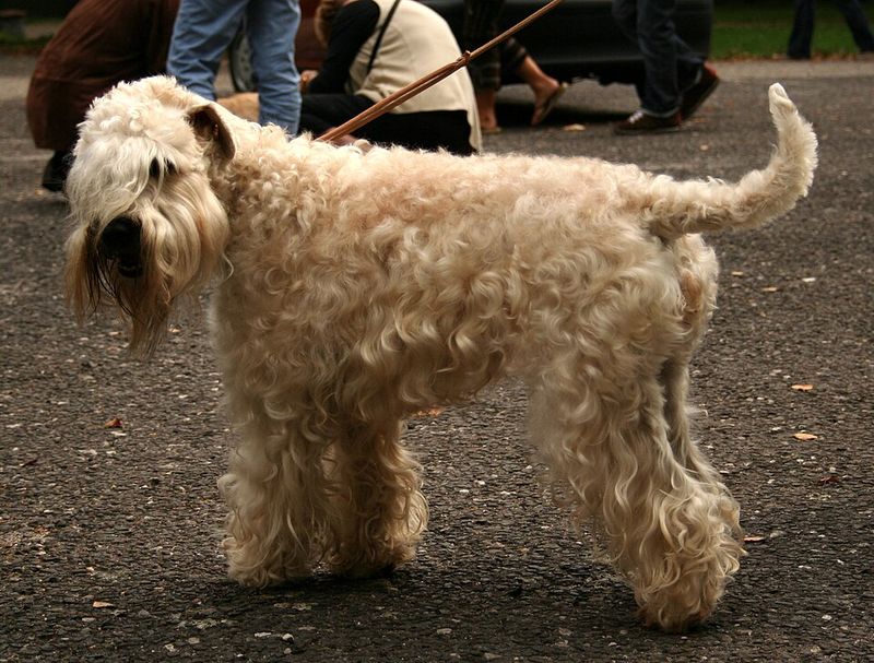 Soft Coated Wheaten Terrier