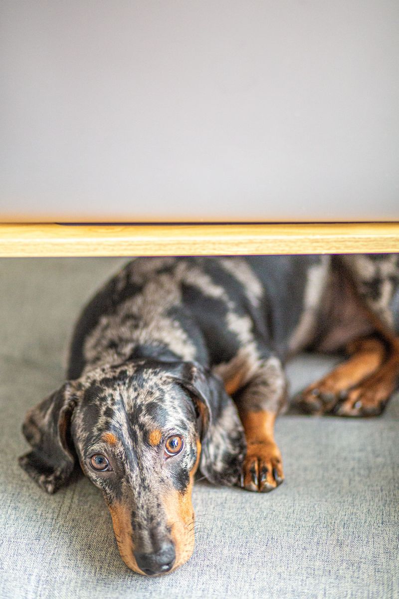 Dachshund