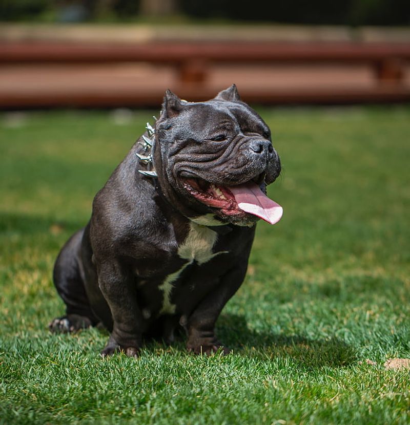24 Dog Breeds Most Often Linked to Biting Incidents — and the Reasons Behind It 2 Pit Bull Terrier