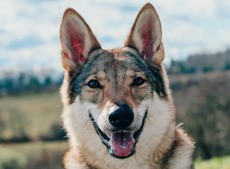 10 Dog Breeds That Are Truly Wolf-Like – And 5 That Only Look Wild 5 Tamaskan