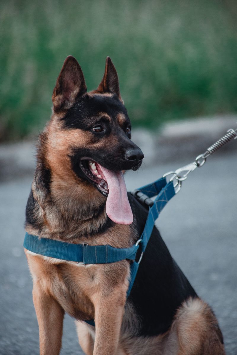 German Shepherd