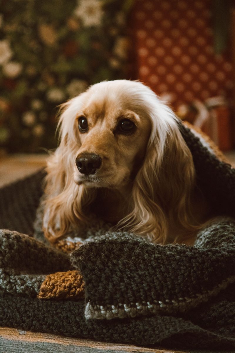 Cocker Spaniel
