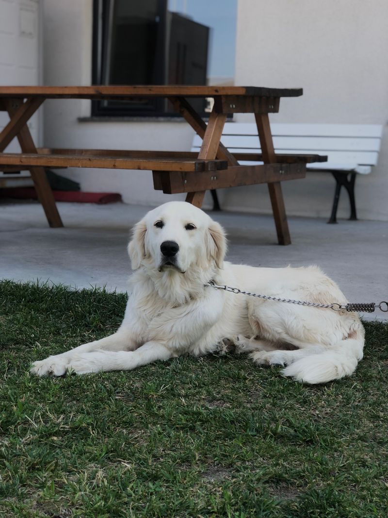 Great Pyrenees - gentle watcher of the doorway