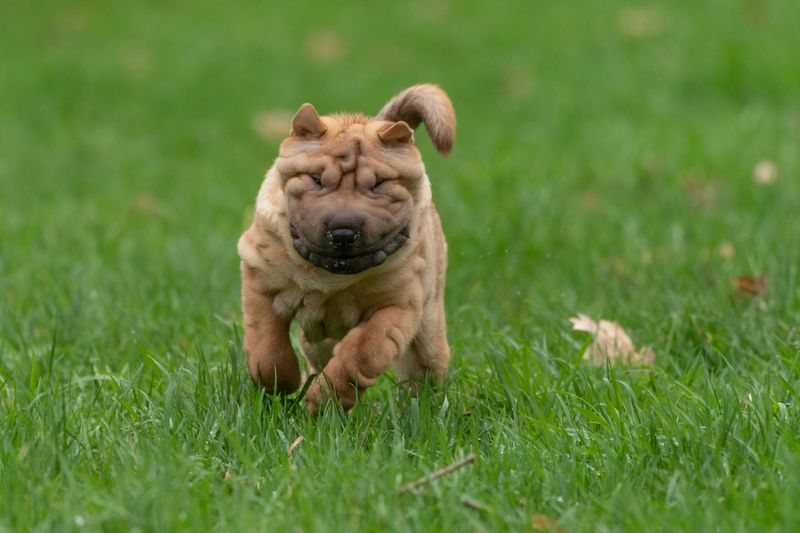 Shar Pei